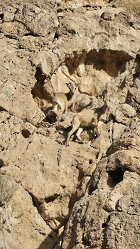 Reserva Natural de Al Sareen 