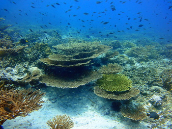 Vie sauvage du Sultanat d’Oman 