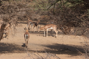 Reserva Natural de Al Saleel
