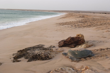 Reserva de las Tortugas en la Gobernación de Al Sharqiyah del Sur – Ras Al Hadd