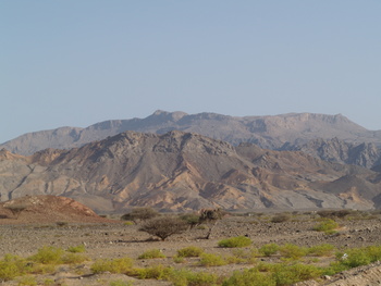 Réserve naturelle du Jabal Qahwan 