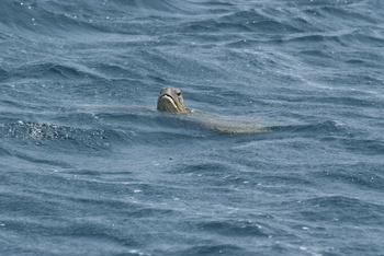 Reserva de las Tortugas en la Gobernación de Al Sharqiyah del Sur – Ras Al Hadd