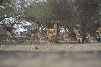 Reserva Natural de Al Saleel