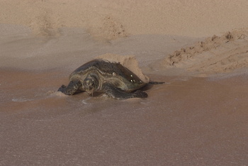 Reserva de las Tortugas en la Gobernación de Al Sharqiyah del Sur – Ras Al Hadd