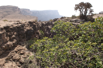 Jabal Samhan Nature Reserve