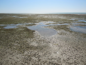  Al Wusta Wetlands Reserve