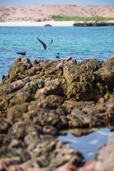 Daymaniyat Islands Nature Reserve