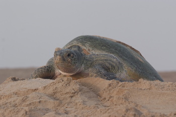 Reserva de las Tortugas en la Gobernación de Al Sharqiyah del Sur – Ras Al Hadd
