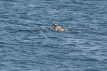 Reserva de las Tortugas en la Gobernación de Al Sharqiyah del Sur – Ras Al Hadd