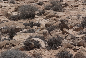 Reserva de Jabal Samhan