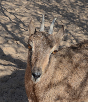 Jabal Qahwan Nature Reserve