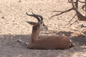 Reserva Natural de Al Saleel
