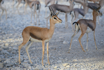 Reserva Natural de Al Saleel