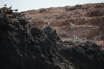 Réserve naturelle des îles Dimaniyat