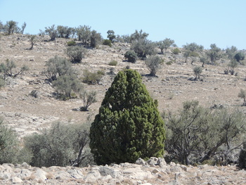Reserva de Al Jabal Al Akhdar para Paisajes Naturales 
