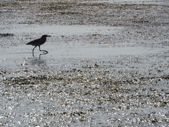  Al Wusta Wetlands Reserve