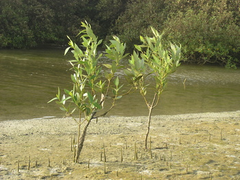  Al Wusta Wetlands Reserve