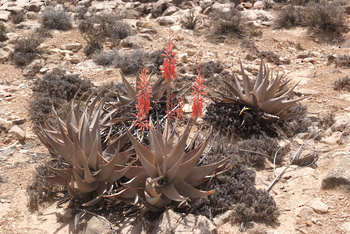 Reserva de Jabal Samhan