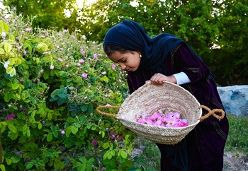 Distillation de l’eau de rose