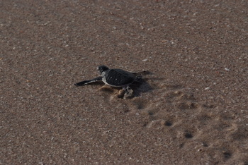 Reserva de las Tortugas en la Gobernación de Al Sharqiyah del Sur – Ras Al Hadd