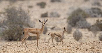 La Reserva Natural de Ras Al Shajar – Qurayyat