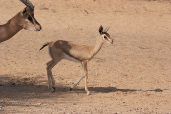 Reserva Natural de Al Saleel
