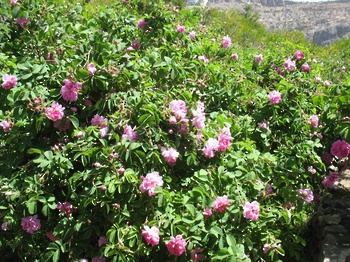 Distillation de l’eau de rose