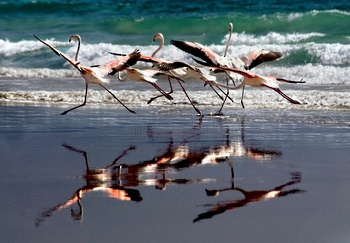 Wildlife in Oman