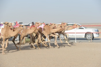 Caballos y Camellos