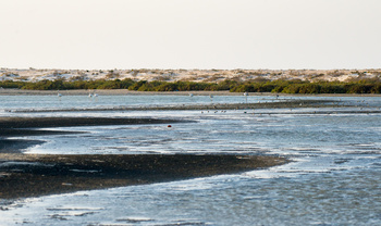  Al Wusta Wetlands Reserve