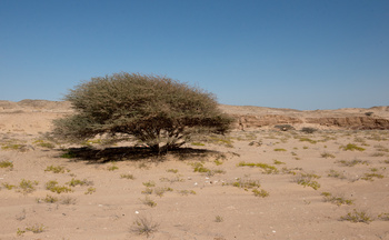  Al Wusta Wetlands Reserve