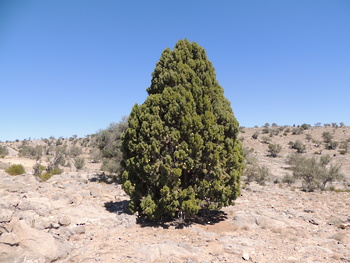 Réserve paysagère d\'Al Jabal Al Akhdar