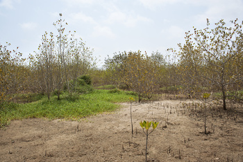 Reserva Natural de Al Qurm