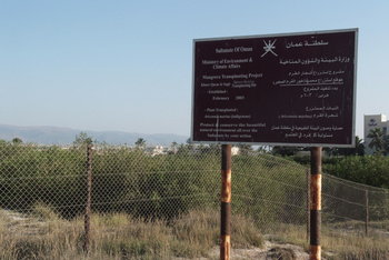 Réserve du khor Al Qurm Al Saghir 