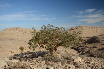 Reserva de Jabal Samhan