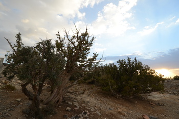 Reserva de Jabal Samhan