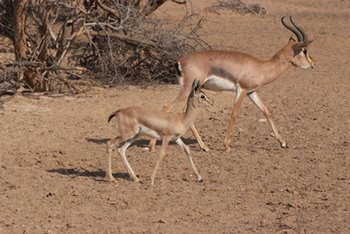 Reserva Natural de Al Saleel