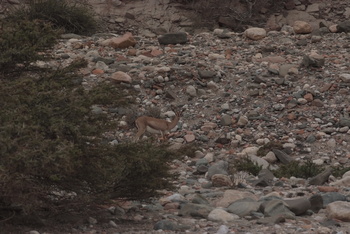 Jabal Samhan Nature Reserve