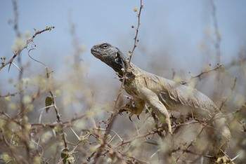 Reserva Natural de Al Saleel