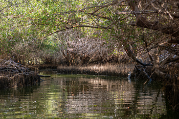 Réserve naturelle d’Al Qurm