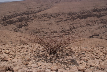 Reserva de Jabal Samhan