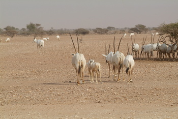 Réserve des espèces vivantes et de la vie fongique dans le gouvernorat d’Al Wusta – Hayma