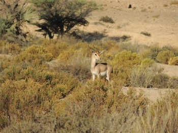 La vida silvestre en El Sultanato de Omán