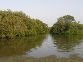  Al Wusta Wetlands Reserve
