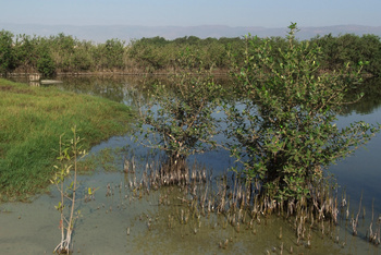 Reserva de Khor Al Qurm Al Sagheer