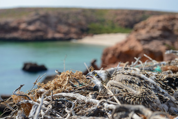 Réserve naturelle des îles Dimaniyat