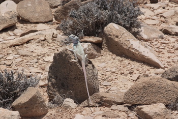 Jabal Samhan Nature Reserve