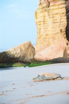 Wildlife in Oman