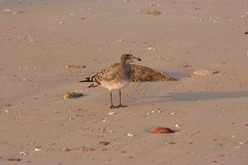 Réserve naturelle des îles Dimaniyat