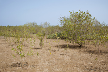 Réserve naturelle d’Al Qurm